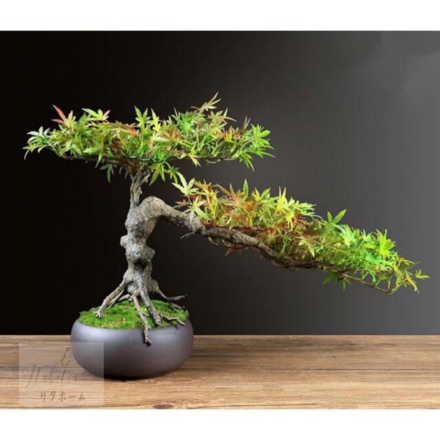 Other Succulents - A041691インテリアグリーン 高級模造迎客松盆栽 置物 禅意迎客松盆栽装飾品 人工観葉植物