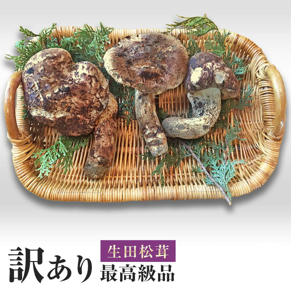 楽天市場】松茸 長野の通販