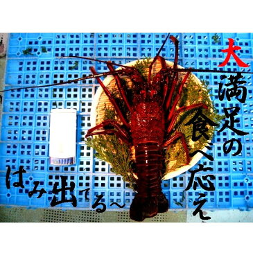 御歳暮に、三重県産【あす楽対応/即納】活伊勢海老【400~600g×2尾 1kg】　漁師直送 律丸　伊勢エビ/イセエビ/伊勢えび　【楽ギフ_のし宛書】【楽ギフ_メッセ入力】