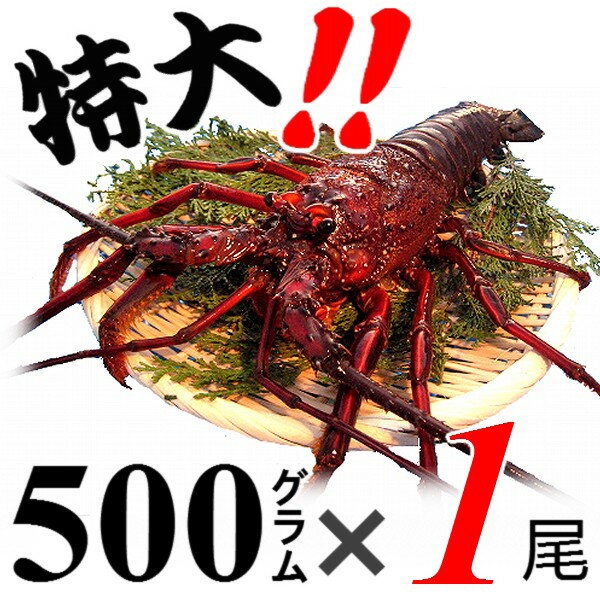 【土日祝日発送可】生きたまま発送！贈答用に、三重県産活伊勢海老【500g程度×1尾】漁師直送 律丸　伊勢エビ/イセエ…