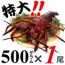 【土日祝日発送可】生きたまま発送 贈答用に 三重県産活伊勢海老【500g程度 1尾】漁師直送 律丸 伊勢エビ/イセエビ/伊勢えび/お歳暮