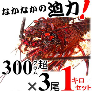 生きたまま発送！【土日祝日も営業！】贈答用・御祝に、三重県産【あす楽対応/即納】活伊勢海老【300g~400gサイズ 1kg】漁師直送 律丸　伊勢えび/イセエビ/伊勢エビ/お歳暮