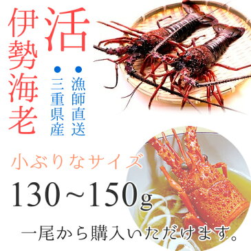 【〜3/11(水)まで値下げ】【土日祝日も営業】御歳暮に、三重県産活伊勢海老【130〜150g程度×1尾】漁師直送 律丸　伊勢海老/伊勢エビ/イセエビ/伊勢えび/エビ/えび　【楽ギフ_のし宛書】【楽ギフ_メッセ入力】