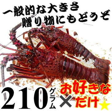 【土日祝日も営業】御歳暮に、三重県産活伊勢海老【 210g程度×1尾】　漁師直送 律丸　伊勢海老/伊勢エビ/イセエビ/伊勢えび/エビ/えび　【楽ギフ_のし宛書】【楽ギフ_メッセ入力】05P05Dec15