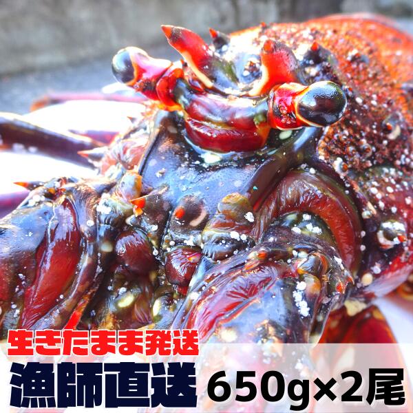 生きたまま発送！御歳暮に、三重県産活伊勢海老【600~700g×2尾 1.3kg】　漁師直送 律丸　伊勢エビ/イセエビ/伊勢えび/お歳暮