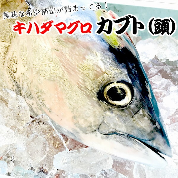 冷凍 天然キハダマグロ カブト（頭）【2個/5キロ入り】 三重県産 律丸 希少部位、ほほ肉・頭肉・目玉　鮪/きはだまぐろ 【楽ギフ_のし宛書】05P05Dec15のサムネイル