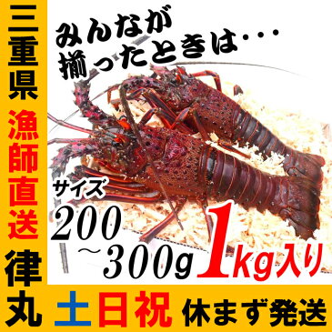 三重県産【あす楽対応/即納】活伊勢海老【200g〜300gサイズ 1kg】漁師直送 律丸　軍手、簡単レシピ、捌き方付き!!　【楽ギフ_のし宛書】【楽ギフ_メッセ入力】