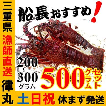 三重県産【あす楽対応/即納】活伊勢海老【200g〜300gサイズ 500g】漁師直送 律丸　軍手、簡単レシピ、捌き方付き!!　伊勢えび/イセエビ/エビ/海老/えび