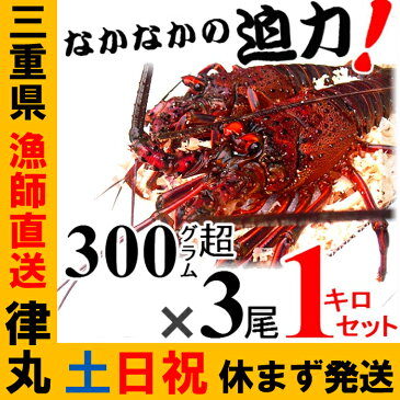 御歳暮に、三重県産【あす楽対応/即納】活伊勢海老【300g~400gサイズ 1kg】漁師直送 律丸　伊勢えび/イセエビ 【楽ギフ_のし宛書】【楽ギフ_メッセ入力】