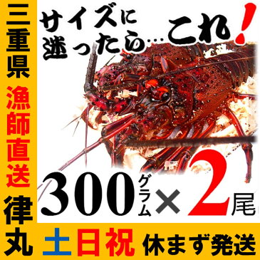 【土日祝日も営業】贈答用に、三重県産活伊勢海老　【300g程度×2尾】　漁師直送 律丸　伊勢エビ/イセエビ/伊勢えび 【楽ギフ_のし宛書】【楽ギフ_メッセ入力】