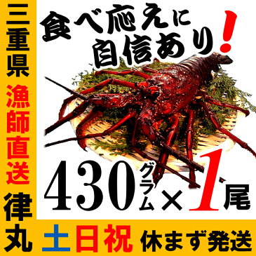 【土日祝日も営業】御歳暮に、三重県産活伊勢海老【430g程度×1尾】　漁師直送 律丸　伊勢エビ/イセエビ/伊勢えび　【楽ギフ_のし宛書】【楽ギフ_メッセ入力】