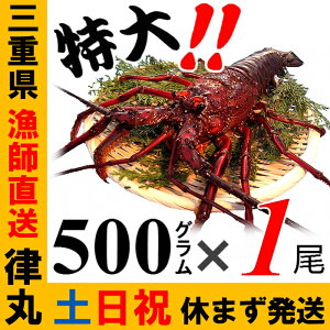 【土日祝日も営業】贈答用に、三重県産活伊勢海老【500g程度×1尾】漁師直送 律丸　伊勢エビ/イセエビ/伊勢えび　【楽ギフ_のし宛書】【楽ギフ_メッセ入力】