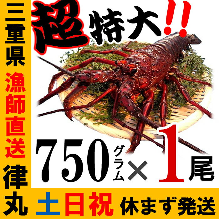 【土日祝日も営業】御歳暮に、三重県産【あす楽対応/即納】巨大 活伊勢海老【750g程度×1尾】　漁師直送　律丸 伊勢エビ/イセエビ/伊勢えび/エビ/えび　【楽ギフ_のし宛書】【楽ギフ_メッセ入力】