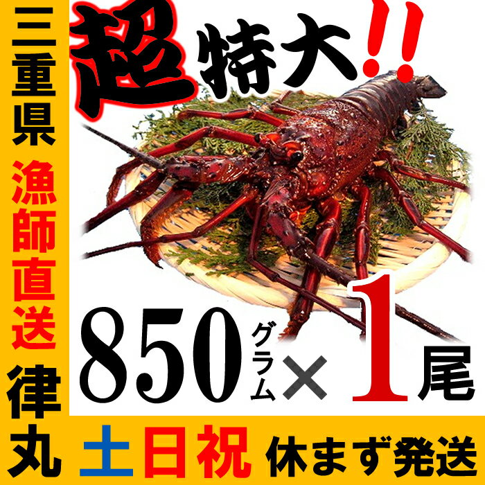 【土日祝日も営業】御歳暮に、三重県産巨大 活伊勢海老【850g程度×1尾】　漁師直送　律丸伊勢エビ/イセエビ/伊勢えび　【楽ギフ_のし宛書】【楽ギフ_メッセ入力】