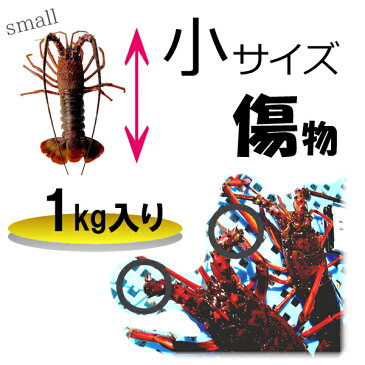 【今だけ、7,480円→6,000円】【土日祝日も営業】贈答用・御祝に 三重県産 活伊勢海老【訳あり 1キロセット】漁師直送 律丸　伊勢えび/イセエビ/エビ/海老/えび05P05Dec15