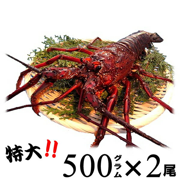 【土日祝日発送可】生きたまま発送！伊勢海老【400~600g×2尾 1kg】　漁師直送 律丸　伊勢エビ/イセエビ..