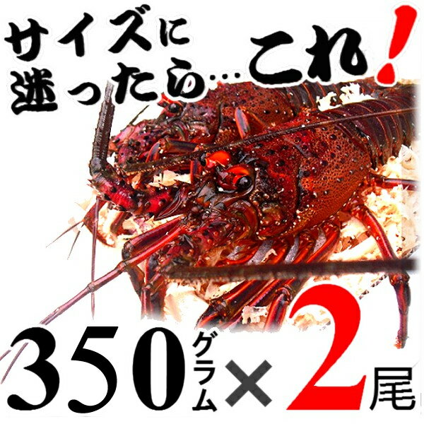 【土日祝日発送可】生きたまま発送！贈答用に、三重県産活伊勢海老　【350g程度×2尾】　漁師直送 律丸..