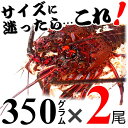 生きたまま発送！【土日祝日も営業】贈答用に 三重県産活伊勢海老 【350g程度×2尾】 漁師直送 律丸 伊勢エビ/イセエビ/伊勢えび/お歳暮