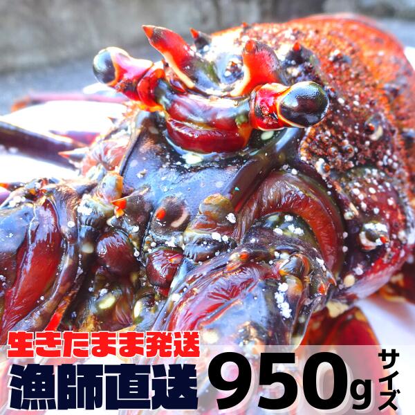 【土日祝日も営業】巨大、活伊勢海老【950g程度×1尾】　漁師直送　律丸 伊勢エビ/イセエビ/伊勢えび　【楽ギフ_のし宛書】【楽ギフ_メッセ入力】のサムネイル