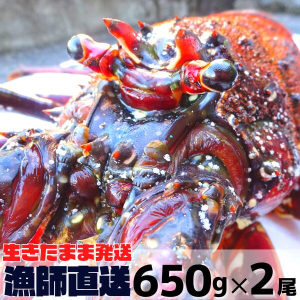 【土日祝日発送可】生きたまま発送！御歳暮に 三重県産活伊勢海老【600~700g×2尾 1.3kg】 漁師直送 律丸 伊勢エビ/イセエビ/伊勢えび/お歳暮