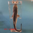 おもちゃ 動物 フィギュア の 動物 標本 箱 海洋 生物 サメ フナ コイ 巻貝 カタツムリ カニ エビ クモ カエル 発育 浸 漬