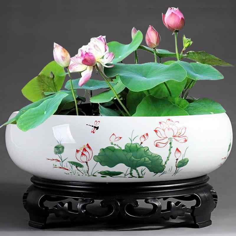 陶器 水栽培 鉢 大型 無孔 ボウル型 蓮花 銅銭草 スイセン ポトス 対応 室内観葉 植物用 おしゃれ 耐久性 容器