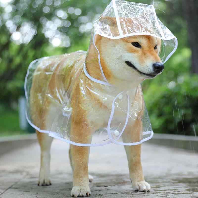 犬用 レインコート 防水 ペット服 小型犬 中型犬 テディ 柴犬 コーギー 金毛 雨具 雨よけ 犬服 わんこ用 軽量 伸縮性・カラー: 白縁透明雨衣・サイズ展開: S（背長22cm.1.5-3kg）.M（背長26cm.3-5kg）.L（背長32cm.5-7.5kg）.XL（背長36cm.7.5-11kg）.2XL（背長40cm.10.5-13.5kg）.3XL（背長45cm.13-17.5kg）.4XL（背長50cm.17.5-22.5kg）.6XL（背長60cm.25-35kg）.8XL（背長70cm.35-45kg）