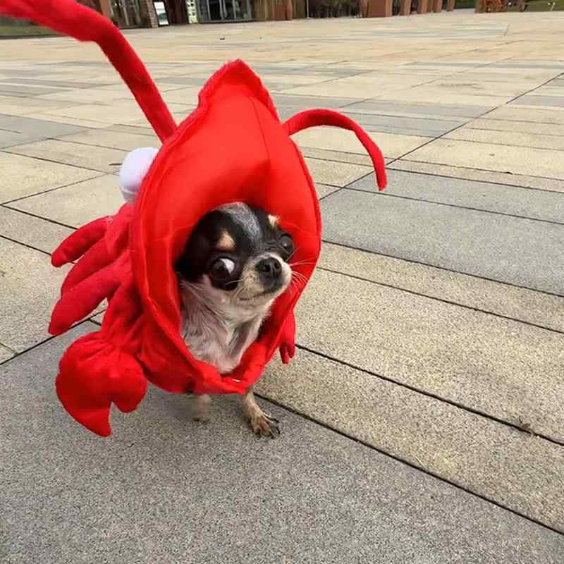 小型犬 コスチューム 小龍蝦 コミカル コスプレ ビションプー ポメラニアン 撮影用 衣装 ペット服 仮装 犬用 かわいい 遊び心 満載・サイズ展開: XS(1.5-2kg, 29×25cm), S(2-3kg, 33×25cm), M(3-4kg, 34×25cm), L(4-6kg, 39×29cm), XL(6-7.5kg, 40×29cm)・カラー展開: 小龍蝦搞怪衣服