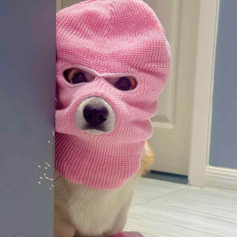 ペット帽子 コーギー犬用 かわいい ヘッドアクセサリー 面白い 撮影装飾 クリエイティブ デザイン 犬 ヘッドドレス 遊び用 写真映え