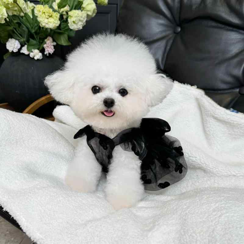ペット ドレス 夏用 蝶 チュール スカート 犬猫 薄手 UVカット 軽量 通気性 吸湿速乾 かわいい