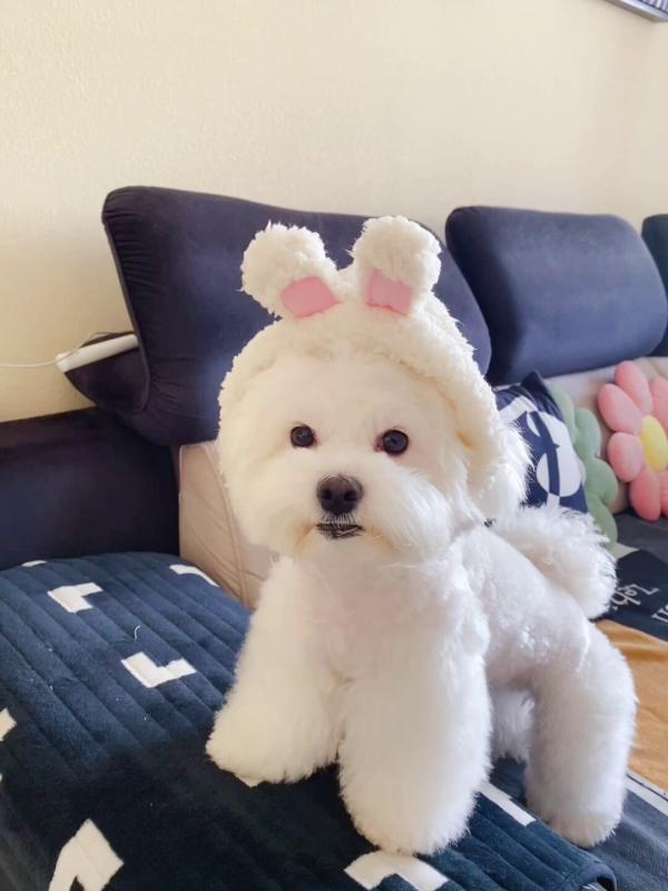 Rakuten - ペット帽子猫ヘッドカバー クマヘッドドレス ウサギ耳アクセサリー 小型犬用 変装コスプレ 動物モチーフ かわいい 写真撮影用 遊び心 室内遊び ペットアクセサリー 軽量素材 柔軟フィット