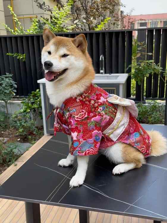 犬服 綿 和風 日式 和服 柴犬用 コーギー用 ヨークシャーテリア用 写真撮影 かわいい 衣装 ペット わんちゃん 普段使い