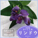 リンドウ 造花 仏壇 お供え 【5,000円以上送料無料】