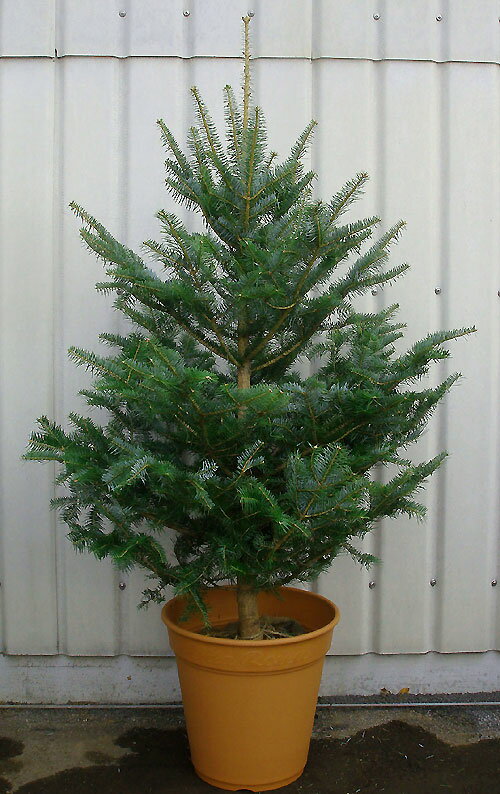 ウラジロモミの木で本物のクリスマスツリーを！1.8m【代引不可】