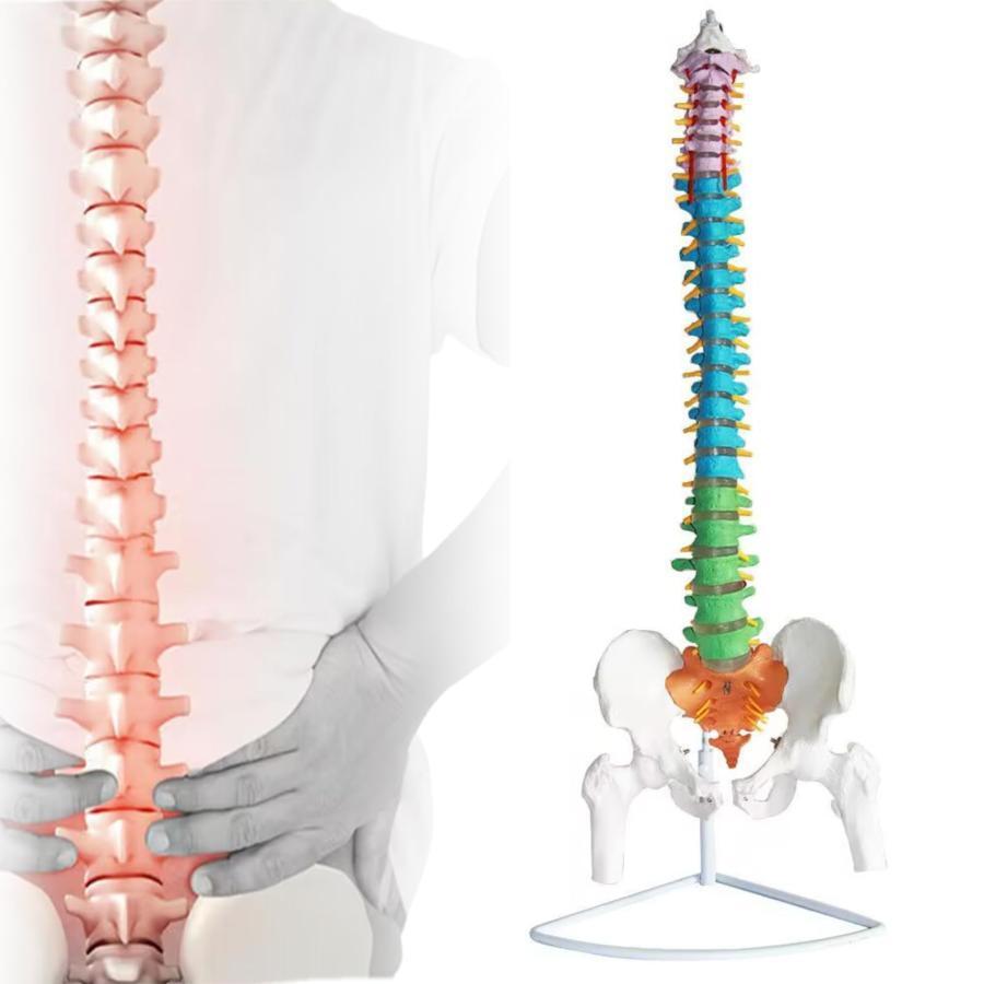 脊髄骨盤模型 実物大 色付きの柔軟な脊椎解剖モデル 折り曲げ可能 人体模型 人間脊椎模型 骨盤 大腿骨模型 脊柱可動型モデル 吊り下げ 台座付きせき髄 85cm/33.4