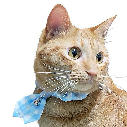 �֥롼�ߡ� ����åȥ������� ���󥬥�֥롼 �ڥ᡼���زġ�