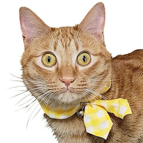 【最大10％OFFクーポン配布中】 ブルーミー キャットスカーフ ギンガムイエロー 【メール便可】