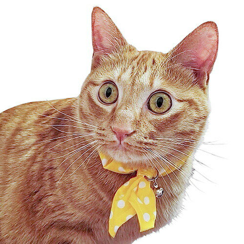 ブルーミー キャットスカーフ 水玉黄 【メール便可】