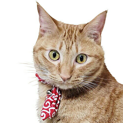 ブルーミー キャットスカーフ 唐草赤 【メール便可】