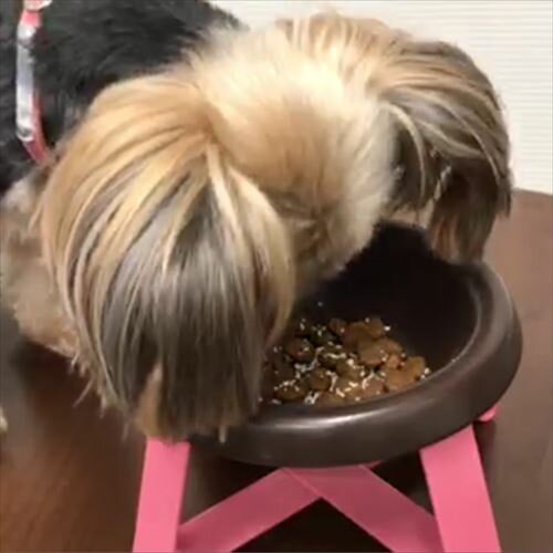 【最大10％OFFクーポン配布中】 トーラス 粉末サプリメント 腰・関節・骨密度 30g（犬猫用サプリメント） 2