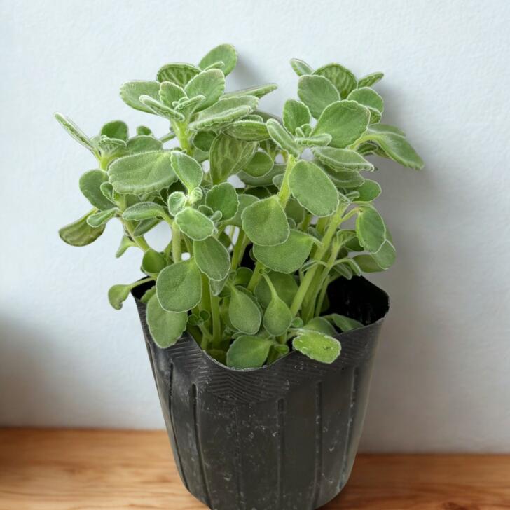 【アロマティカス】香る多肉植物 ハーブ グリーン 観葉植物 ミント系の香り 虫よけ...