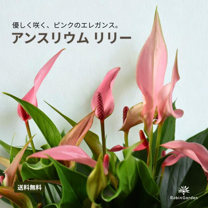 楽天市場】リリー 鉢植え（鉢花｜花・観葉植物）：花・ガーデン・DIYの通販