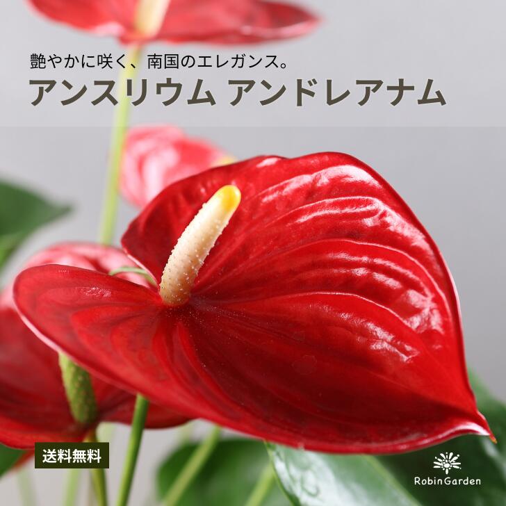 Anthurium - 【アンスリウム アンドレアナム】赤花 観葉植物 花付き インテリアグリーン おしゃれ ギフト 開店祝い 新築祝い 鉢植え 【送料無料】