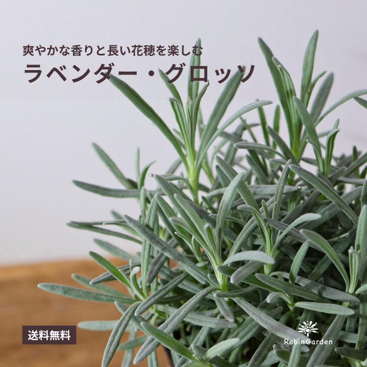 商品情報サイズ3号ロングポット商品について花茎が長いのでラベンダースティックスに最適です。ポプリやドライフラワーにも。病気や暑さに強いのでお庭のポイントに！育て方植える場所日当たり、水はけの良い場所に植える。水やり定植後はたっぷりと与え、その後は乾燥気味にする。肥料新芽が伸び始めたら固形の緩効性肥料を株元に与える。お願い●同等のものをお送りしますが個体差がございます。生長による変化などで画像と異なることがありますが、商品の特性上、ご了承くださいますようお願いいたします。また画面の色の設定により実際の色味と異なる場合がございます。●当サイトに掲載している商品は、実店舗でも同時に販売しております。その為、サイトよりご注文を頂いた時点で稀に店舗にて完売してしまい欠品してしまう場合がございます。在庫管理は、できる限りリアルタイムな更新を心がけておりますが、万一欠品の際はご了承下さい。【ラベンダーグロッソ】ハーブ苗 3号ロングポット 香りのハーブ 家庭菜園 ガーデニング【送料無料】 爽やかな香りと長い花穂を楽しむ丈夫なハーブ。 11