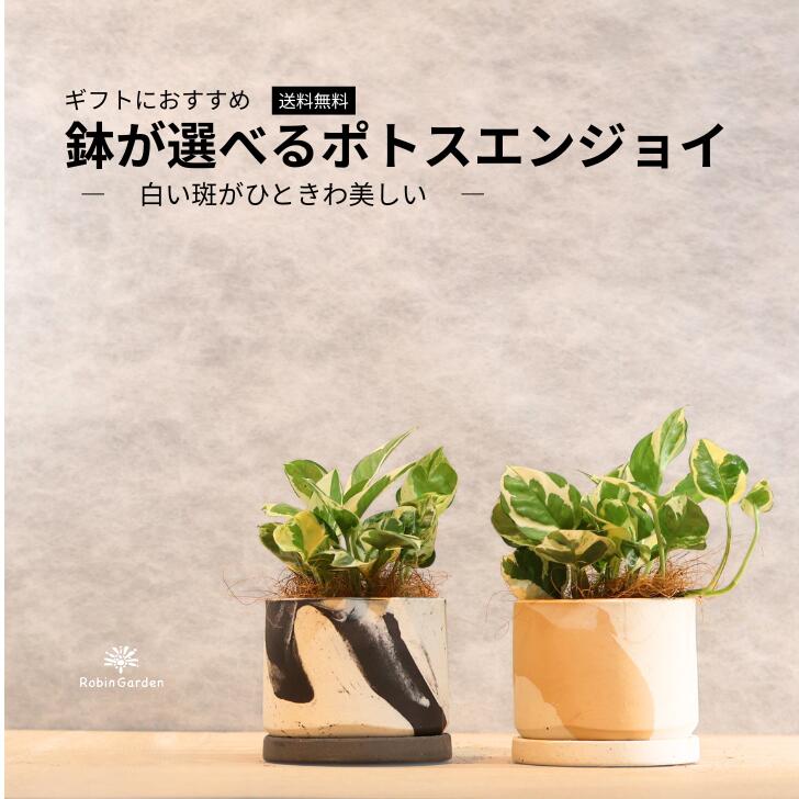 観葉植物【ポトス エンジョイ】ポトス斑入り／選べるマーブル柄陶器鉢＆皿付き／爽やかな斑入り葉が魅力／育てやすい卓上サイズで初心者にも人気／北欧風ナチュラルインテリアに／誕生日や引越し祝いのギフトにもおすすめ／送料無料