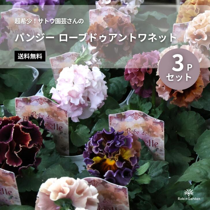 【サトウ園芸 パンジー ローブドゥアントワネット 3P】超希少品種／フリル咲き／上品カラー／育てやすい／ガーデニングに／MIX 【送料無料】