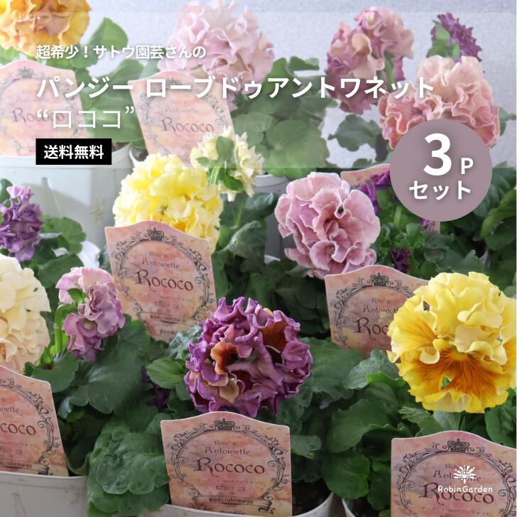 【サトウ園芸 パンジー ローブドゥアントワネット ロココ　3P】超希少品種／フリル咲き／上品カラー／育てやすい／ガーデニングに／MIX 【送料無料】