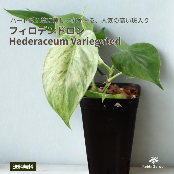 斑入りフィロデンドロン ハートリーフ 観葉植物 希少品種 インテリアグリーン 送料無料 