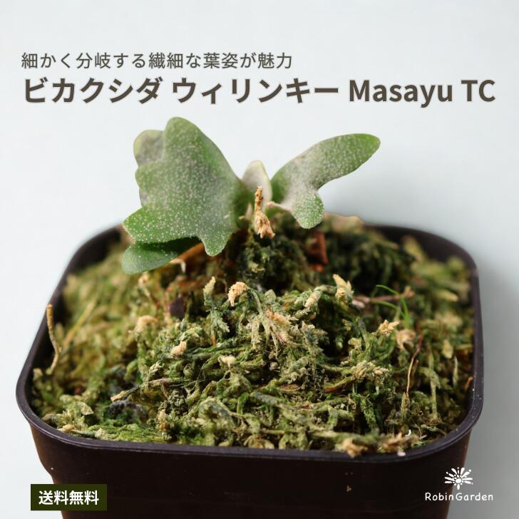 Platycerium willinckii マサユ 組織培養株 コウモリラン 観葉植物 