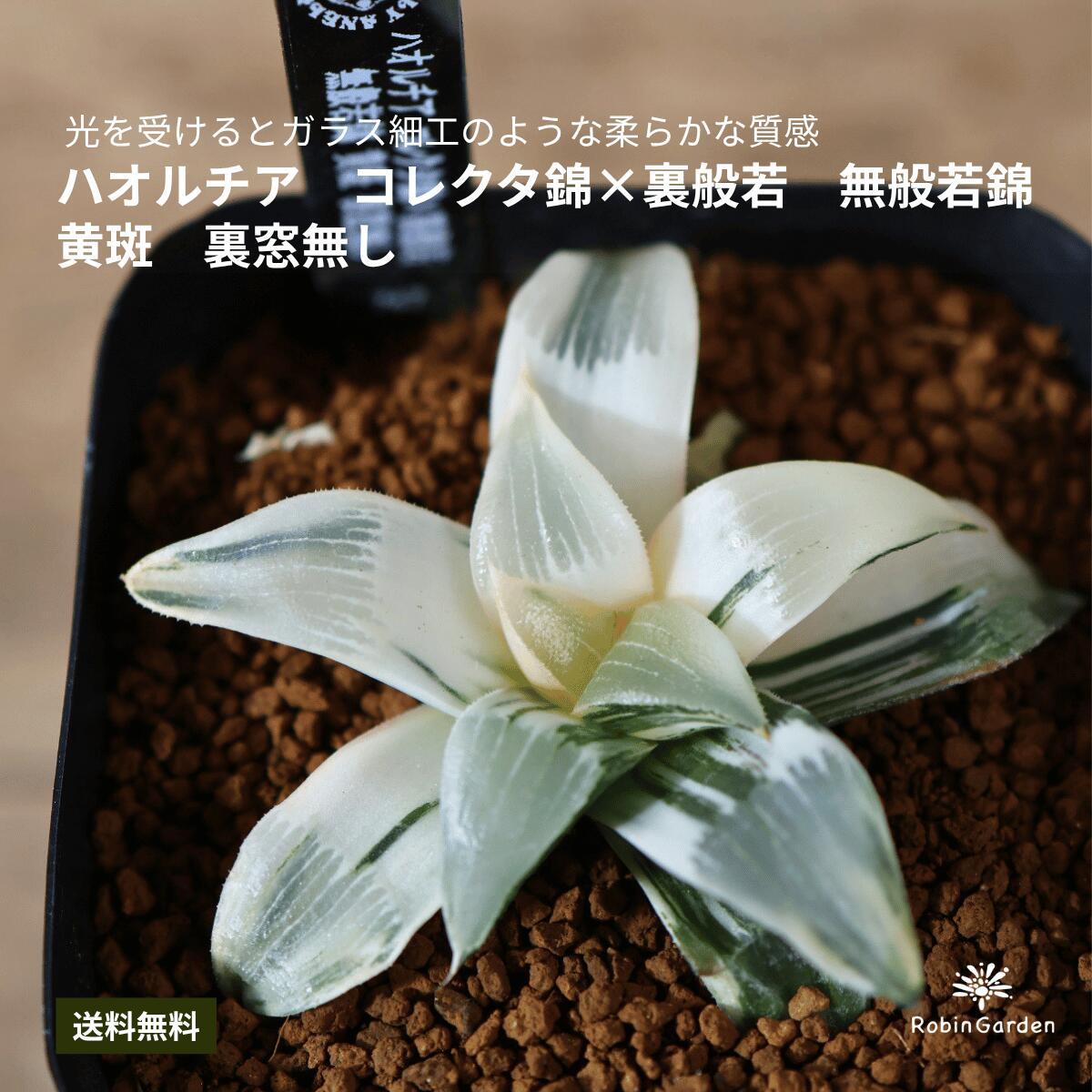 楽天市場】ハオルチア コレクタの通販